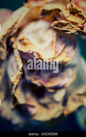 Close-up of a wilting rose Stock Photo