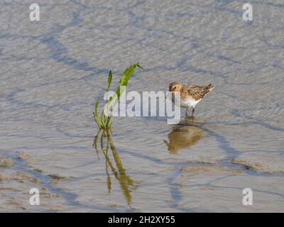 Calidris alpina, a Dunlinstanding in shallow water at RSPB Titchwell Marsh, Norfolk, UK. Stock Photo