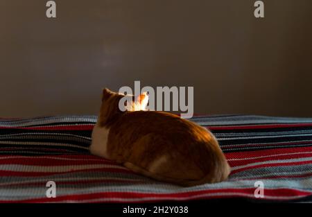 Back view of red and white cat lying on the bed. Stock Photo