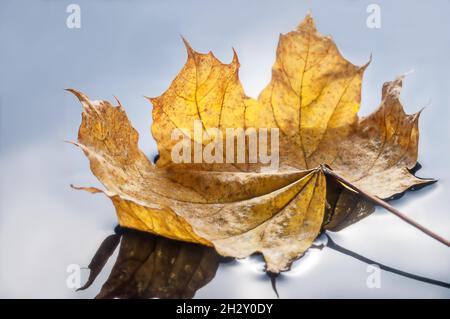 Autumn yellow leaf floating on the mirror surface of the water Stock Photo