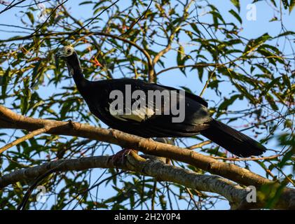 A Blue-throated Piping-Guan (Pipile cumanensis) on a tree. Cuzco, Peru, South America. Stock Photo