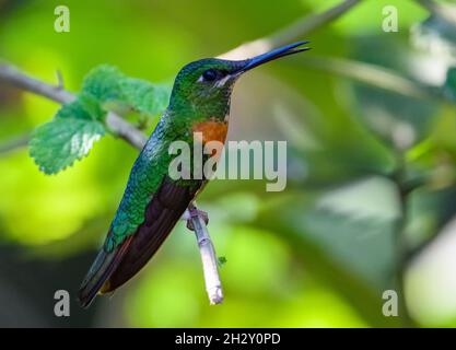 A Gould's Jewelfront (Heliodoxa aurescens) hummingbird perched on a branch. Cuzco, Peru, South America. Stock Photo
