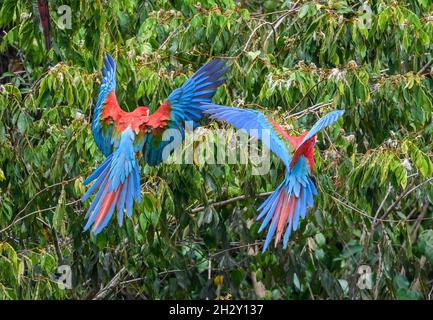 A pair Red-and-green Macaws (Ara chloropterus) at Blanquillo Clay Lick, Manu National Park, Madre de Dios, Peru. Stock Photo