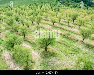 Almond trees in old orchard. Trees after harvest at end of summer.  on field