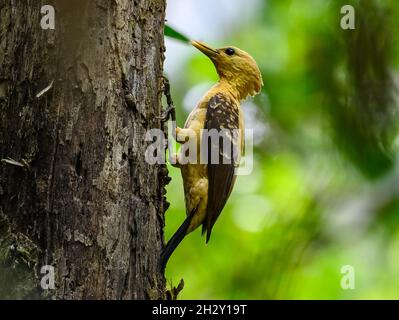 A female Cream-colored Woodpecker (Celeus flavus) foraging on a tree trunk. Peruvian Amazon, Madre de Dios, Peru. Stock Photo