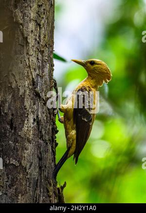 A female Cream-colored Woodpecker (Celeus flavus) foraging on a tree trunk. Peruvian Amazon, Madre de Dios, Peru. Stock Photo