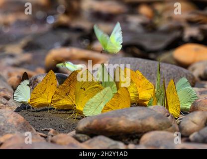 Mixture of Orange-barred Sulphur (Phoebis philea) and other butterflies feeding on clay. Peruvian Amazon, Madre de Dios, Peru. Stock Photo