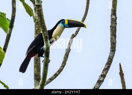 A White-throated Toucan (Ramphastos tucanus) perched on a tree. Peruvian Amazon, Madre de Dios, Peru. Stock Photo