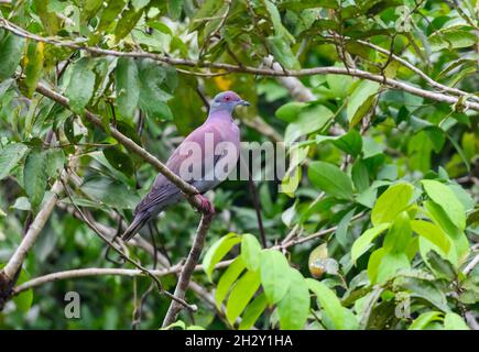 A Pale-vented Pigeon (Patagioenas cayennensis) perched on a branch. Peruvian Amazon, Madre de Dios, Peru. Stock Photo