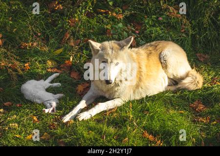 White wolf in forest with rabbit prey, wildlife outdoors Stock Photo
