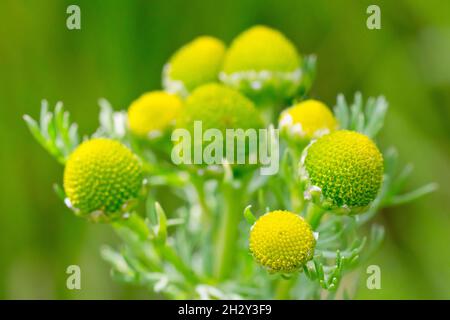 Pineappleweed (matricaria matricarioides), also know as Pineapple Mayweed, close up showing a cluster of the petal-less flowerheads of the plant. Stock Photo