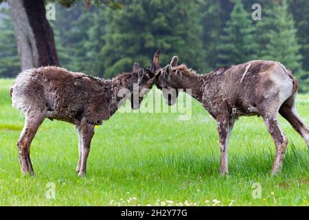 Two young bighorn sheep locking heads in the rain, on lush green grass in front of trees Stock Photo