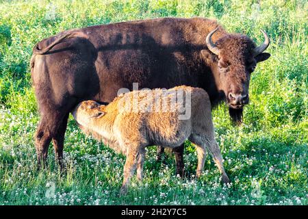 Mother Bison feeding her calf in the grass at Elk Island National Park in Alberta Canada Stock Photo