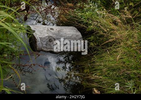 Fragment of a tree floats in a pond among tall grass Stock Photo