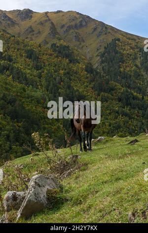 Horse grazes on the green slopes of the Caucasus mountains Stock Photo