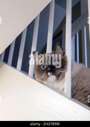 Cute Ragdoll cat peeking through staircase railing Stock Photo