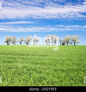 alley of flowering cherry trees and green spring time corn field with beautiful clouds on sky, springtime view Stock Photo