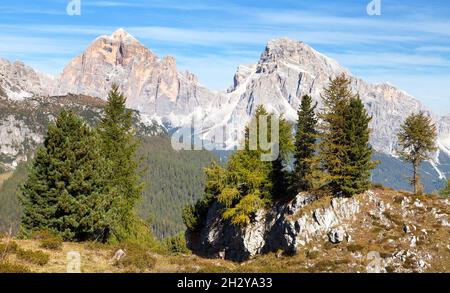 Larch wood and Le Tofane Gruppe, Dolomiti, Italy Stock Photo