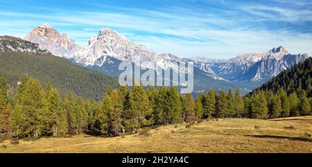 Larch wood and Le Tofane Gruppe, Dolomiti, Italy Stock Photo