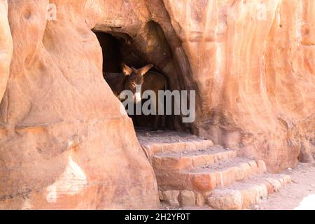Cute donkey wandering around the ancient city of Petra, Jordan Stock Photo