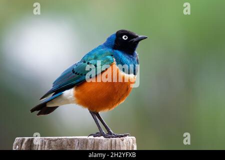 Superb Starling - Lamprotornis superbus is colorful bird of the starling family, formerly Spreo superbus, East Africa including Ethiopia, Somalia, Uga Stock Photo