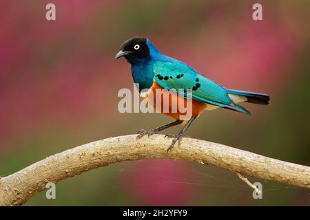 Superb Starling - Lamprotornis superbus is colorful bird of the starling family, formerly Spreo superbus, East Africa including Ethiopia, Somalia, Uga Stock Photo