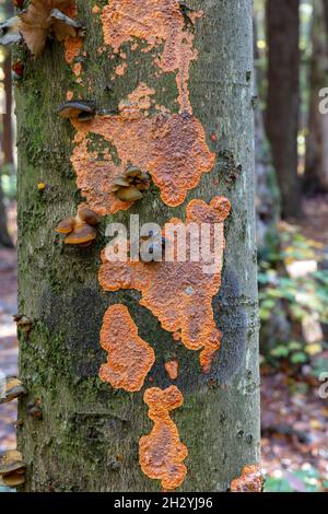 Crust Fungus (Phlebia), growing on trunk of tree, Autumn, E USA, by James D Coppinger/Dembinsky Photo Assoc Stock Photo