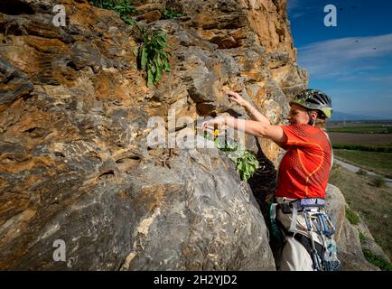 Female rock climber with clim and placing rock climbing safety gear in ...