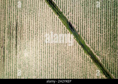 An irrigation channel running through a sugarcane paddock - top down aerial view Stock Photo