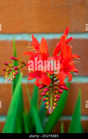 Close up of Crocosmia Montbretia Lucifer with  upward facing bright red flowers in summer a deciduous frost hardy cormous perennial Stock Photo