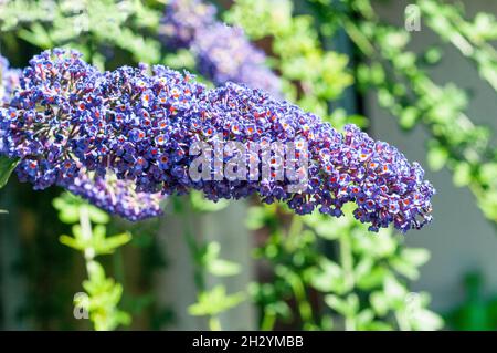 Flower spike of Buddleia davidii Black Knight also called Butterfly bush  A deciduous shrub that is best in full sun and is fully hardy Stock Photo