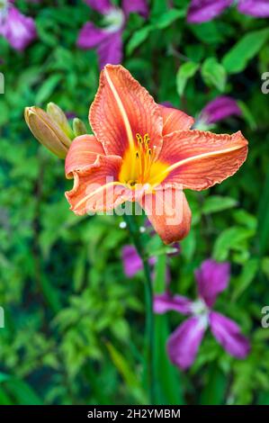 Close up of Day Lily  Hemerocallis fulva with orange brown flowers against green leaves An herbaceous perennial that is semi evergreen & fully hardy Stock Photo
