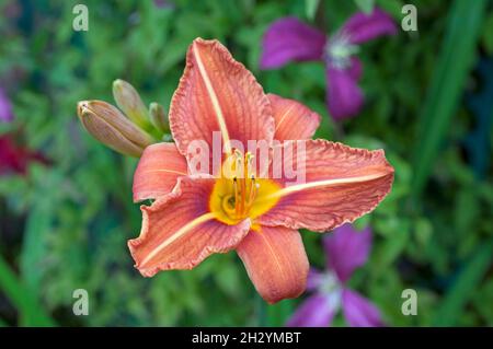 Close up of Day Lily  Hemerocallis fulva with orange brown flowers against green leaves An herbaceous perennial that is semi evergreen & fully hardy Stock Photo