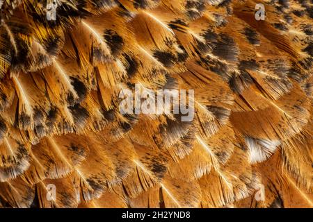 Brown texture of bird feathers, background for an inscription and a banner Stock Photo