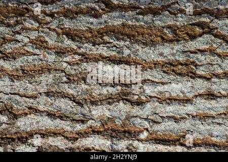 Aspen bark texture, natural background for design Stock Photo