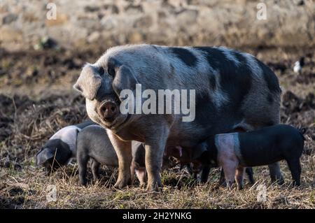 A sow Saddleback pig with piglets feeding and magpie bird sitting on her in farmyard pig pen, Scotland, UK Stock Photo