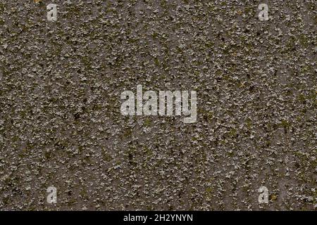 Moss covered concrete wall, natural background for design Stock Photo