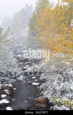 Fresh snow covers the fall colors along a creek Stock Photo