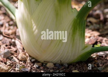 A closeup of a sweet fennel bulb growing in rich brown soil. The crop is raw and ripe with white leaves on the base of the stem and green leaves. Stock Photo