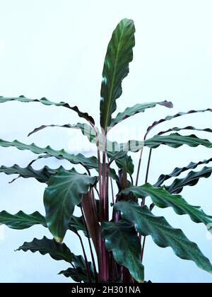 Goeppertia rufibarba (Calathea rufibarba) houseplant, commonly known as furry feather or velvet calathea. Green leaves with purple undersides. Stock Photo