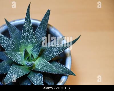 Close up of Haworthia superfasciata, isolated on a brown background with a shallow depth of field. Stock Photo