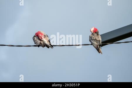 Two Galahs, native Australian Birds. A pair of pink and grey cockatoos perched on the overhead wire preening themselves in the morning Stock Photo