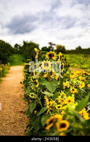 Sunflowers in a field with a dirt path running through it. Stock Photo