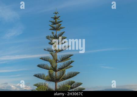 tree norfolk Island pine on blue sky in on a sunny day in spring in Spain Stock Photo