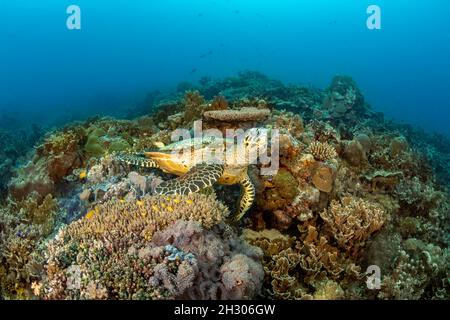 A look a critically endangered hawksbill turtle, Eretmochelys imbricata, Philippines, Pacific Ocean. Stock Photo