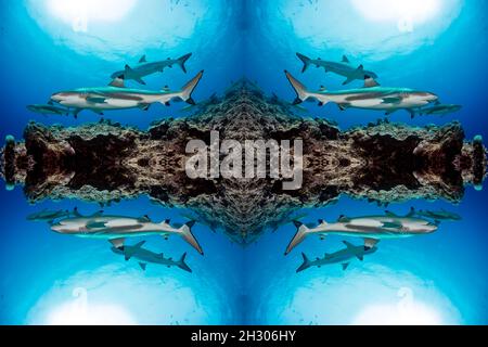 This image of blacktip reef sharks, Carcharhinus melanopterus, in Yap, Micronesia, has been digitally multiplied into a kaleidoscopic art piece. Stock Photo