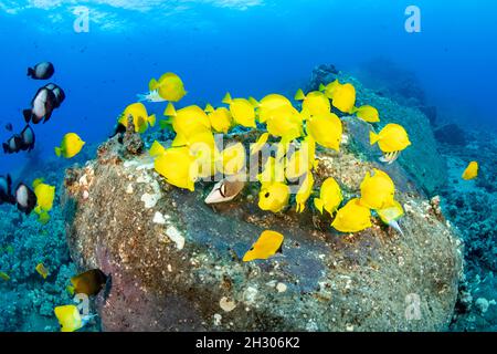 The yellow tang, Zebrasoma flavescens, is a North Pacific species that is found as far away as Japan, but nowhere is it more common than in Hawaii. Stock Photo