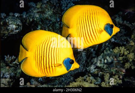 The masked butterflyfish, Chaetodon semilarvatus, is also known as coralfishes, blue-cheeked butterflyfish, blue-mask butterflyfish, golden masked but Stock Photo