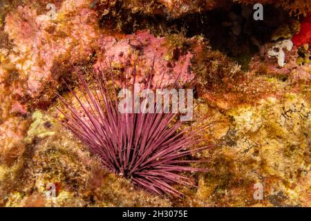 The needle-spined urchin, Echinostrephus aciculatus, is also known as a red rock boring urchin, Hawaii. This invertebrate grinds into solid limestone Stock Photo