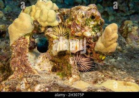 The rock-boring urchin, Echinometra mathaei, is also known as a burrowing urchin, Hawaii. This invertebrate grinds into solid limestone and excavates Stock Photo